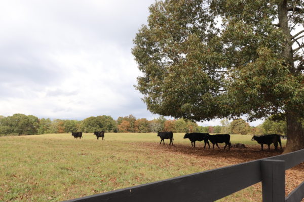 Big Oak Cattle